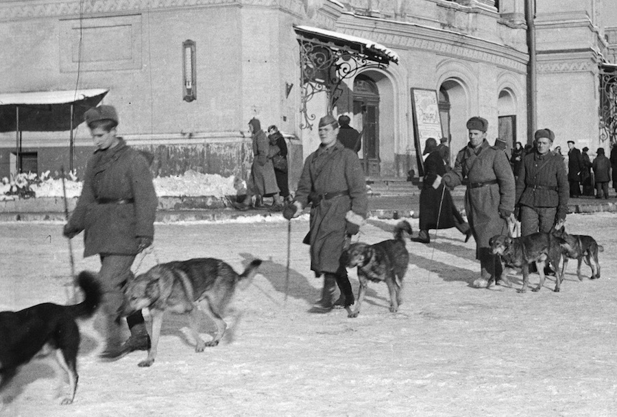 Собаки великой отечественной войны 1941 1945 и их подвиги фото