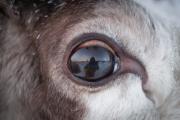   Автопортрет фотографа в отражении глаза  северного оленя. Фото Натальи Паскаренко