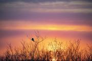 Первые лучи январского солнышка в Нарьян-Маре / Фото Игоря Ибраева