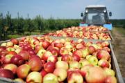 Отменные яблоки планируют поставлять в НАО / Фото со страницы губернатора округа ВК