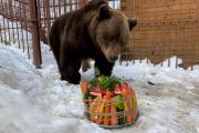 Жителей НАО просят не тревожить медведя Мишу до апреля / Фото Юлии Леоновой