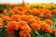 В этом году агрономы тепличного комбината вырастили устойчивые сорта цветов / Фото Алексея Орлова