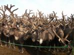 Оленеводы округа теряют из-за браконьеров сотни оленей