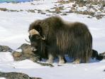 Овцебыка, который забрел в окрестности Усть-Кары,  подкармливали местные жители