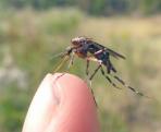 Нишу массового комара может занять другой вид / Фото из  открытых источников