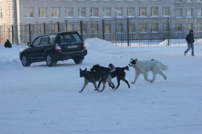 Бегающие по улицам Нарьян-Мара собаки выглядят устрашающе