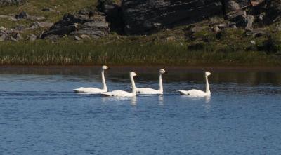 Краснокнижные белые лебеди на одном из озер острова Вайгач