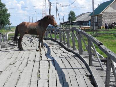 Конь в Ёрмице пропускает через мост только пешеходов