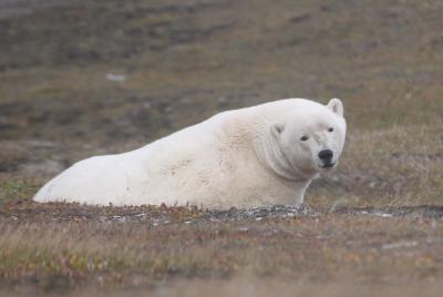 Белые медведи часто заходят в Амдерму. Для местных жителей это привычное явление / Фото автора