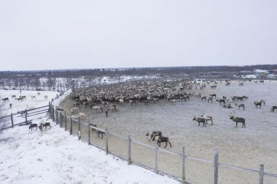 Изменения, внесённые в международные стандарты, дают возможность для расширения географии реализации оленины / Фото из архива «НВ»