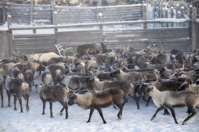 На убой хозяйства планируют направить порядка 42 тысяч голов оленей / Фото алексея Орлова