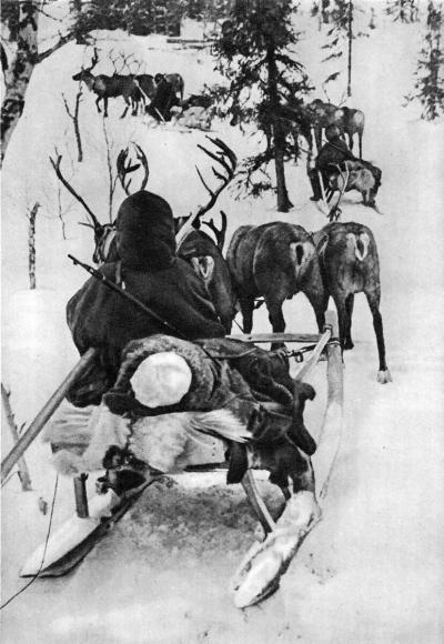 Эвакуация на оленях раненого. Карельский фронт, 1942 г. / Фото из фондов Мурманского областного краеведческого музея