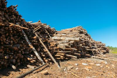 В рамках северного завоза доставлено 94% дров / Фото Александры Кустышевой
