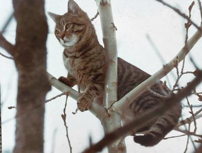 Котик добрался до самой верхней ветки / Фото автора