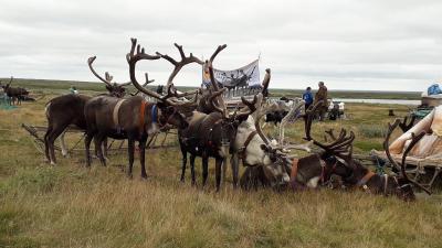 Олени готовы к участию в спортивных мероприятиях / Фото автора