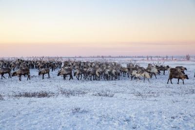 Север манящий, как он есть / Фото Елены Дуркиной