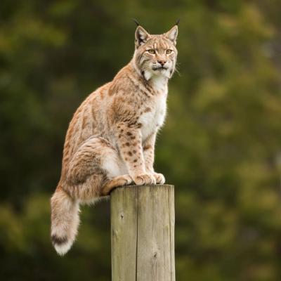 Рыси «осваивают» столбы Забайкалья / Картинка создана нейросетью Алиса