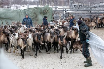К просчёту и выбраковке оленей приступила бригада № 2 под руководством Максима Михайловича Канева / Фото Екатерины Эстер