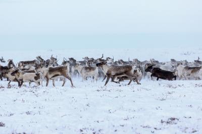 Сильные красавцы покой стерегут / Фото Екатерины Эстер