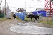 Местные жители быков не боятся / Фото автора