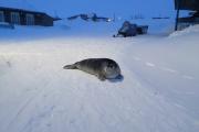 Лахтак – один из самых крупных представителей семейства настоящих тюленей / Фото предоставлено Валентиной Малыгиной