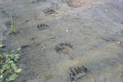 Медвежьи следы в районе дороги Нарьян-Мар – Усинск / Фото Adm-nao.ru