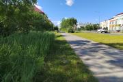 В городе действует чёткий газонораздел / Фото автора