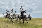 Олени бригадира пятой бригады Андрея Панькова несутся как ветер / Фото автора