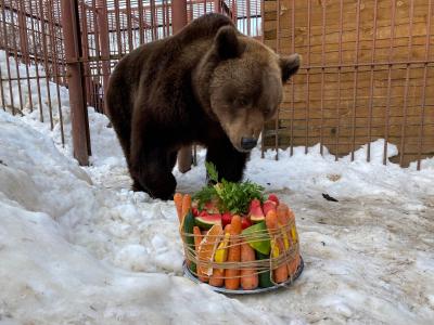 Жителей НАО просят не тревожить медведя Мишу до апреля / Фото Юлии Леоновой