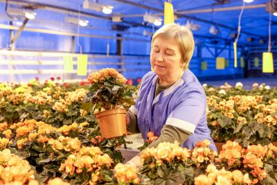 На тепличном комбинате каждый день весна / Фото Екатерины Эстер