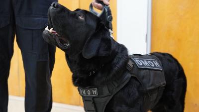 В свои два года Мастер уже носит погоны ОМОНа / Фото пресс-службы Управления Росгвардии по НАО